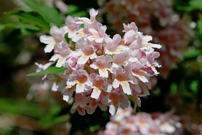 Kolkwitzia amabilis - kolkwitzia krásná - květenství